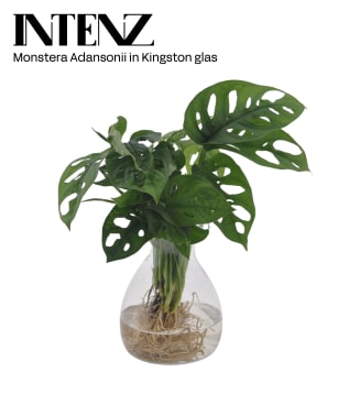 Monstera | Hamiplant