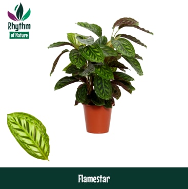 dracaena compacta gießen Dracaena Compacta – Pflegeleichte Zimmerpflanze für dein Zuhause