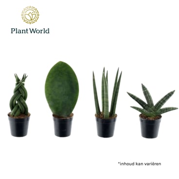 Sansevieria | Hamiplant