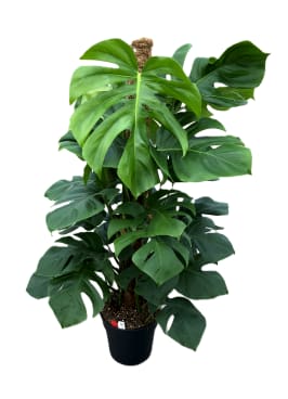 philodendron elegans kaufen Buy Philodendron Elegans main image 0