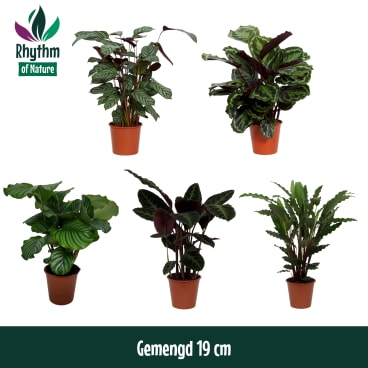 calathea lemon Maranta