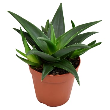 Haworthia pentagona 'West Jogoo' | Hamiplant