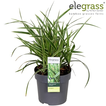 Konzept Tisch | Elegrass | Hamiplant