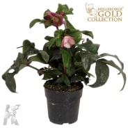 Helleborus, Outdoor Plants, Tutti i prodotti