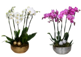 Phalaenopsis, Flowering Plants, All products