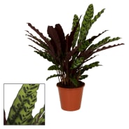 CALATHEA Plante suspendue gris, vert, mauve H 22 x Larg. 22 x Long. 45 cm