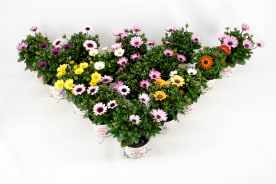 Osteospermum mixed trolley