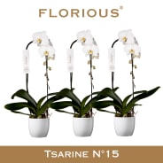 Phalaenopsis | Flowering plants | All products | Vida-Verde