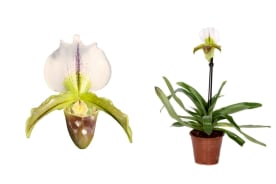 Paphiopedilum Leeanum | Paphiopedilum | Paphiopedilum | Orquideas | Plantas  com flôr | Todos os produtos | Vida-Verde