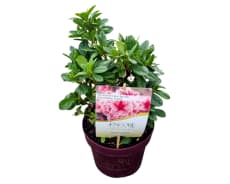 Rhododendron (Japanese Azalea Grp) | Rhododendron | Plantas de exterior |  Todos los productos | Hamiplant