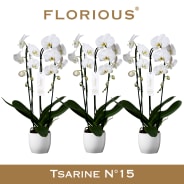 Phalaenopsis | Phalaenopsis | Plantas con flor | Todos los productos |  Hamiplant