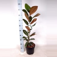 Magnolia | Arbustos caducos | Plantas de exterior | Todos los productos |  Hamiplant