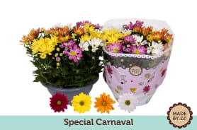 Chrysanthemum (Indicum Grp) mixed in pot