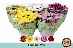 Chrysanthemum (Indicum Grp) mixed 5 colours