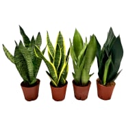 Sansevieria trifasciata sansmix14