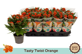 Twisted Orange Celosia