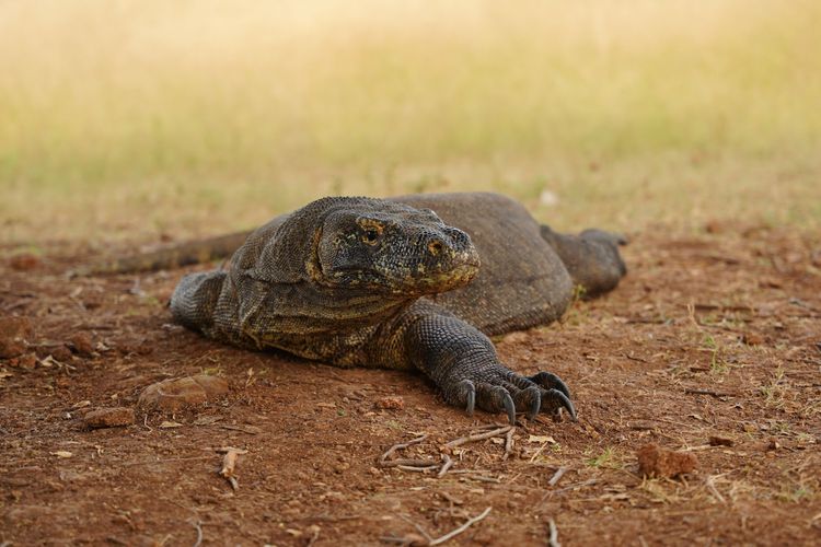 medium_Komodo 2.jpg
