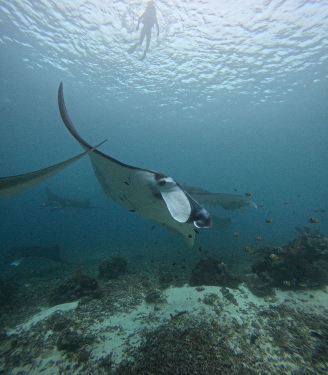 medium_Manta 1.jpg