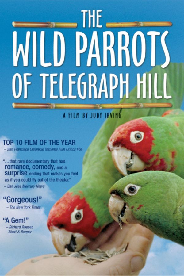 The Wild Parrots of Telegraph Hill