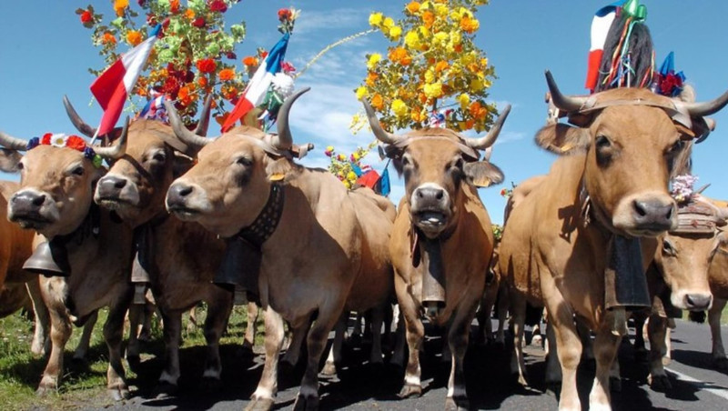 La transhumance en Aubrac