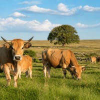 Vaches Aubrac en estive