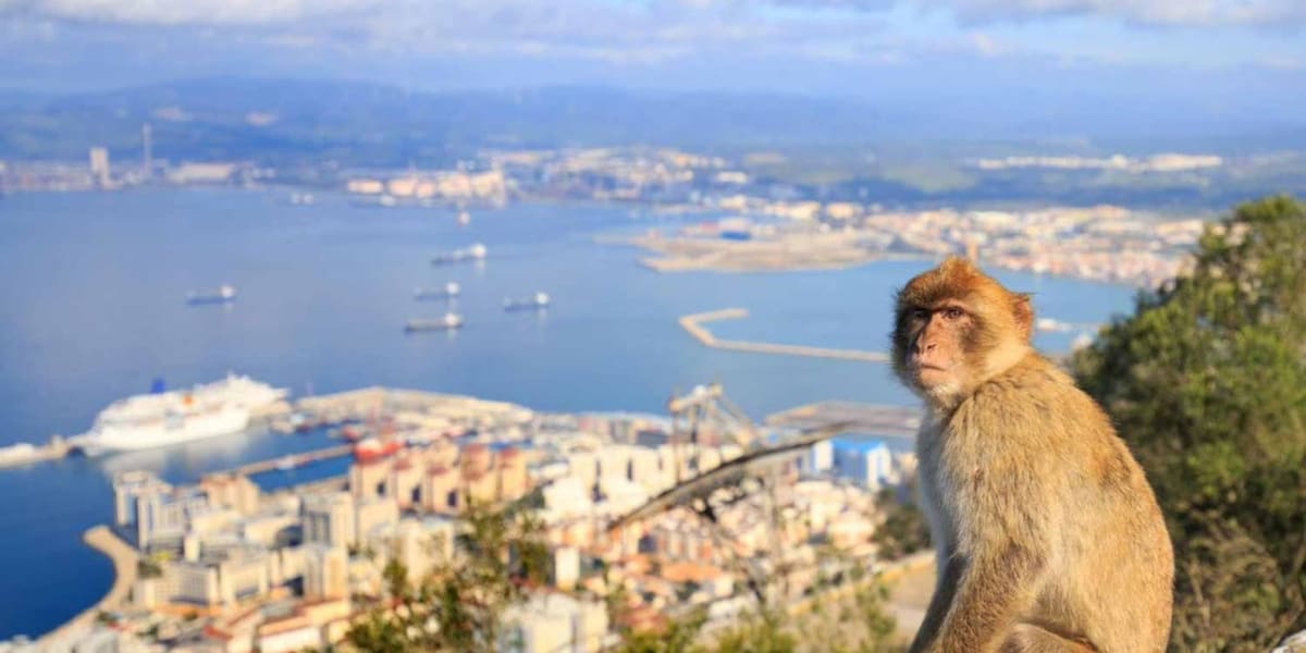 Monos de Gibraltar