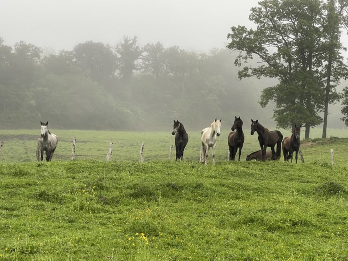 Actividades con caballos en El Jardín de las Magnolias Hotel