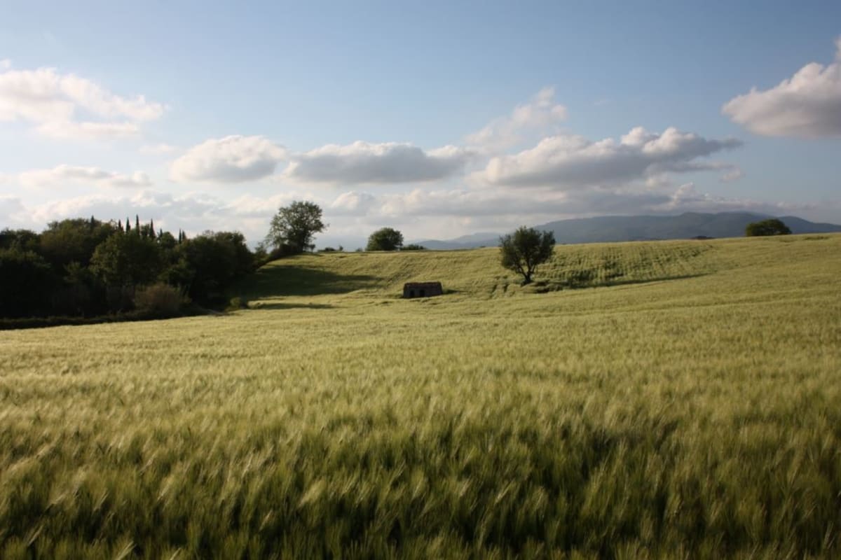 POGGIO DEL CASTAGNO
