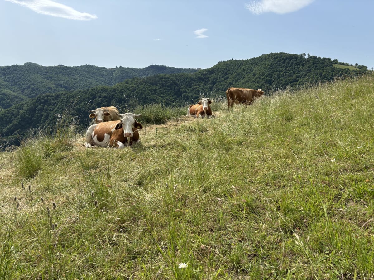 La fattoria dei sibillini