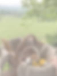 Panier petit déjeuner posé sur la terrasse de la cabane avec vue sur la vigne du domaine les béliers - petit déjeuner fait maison 