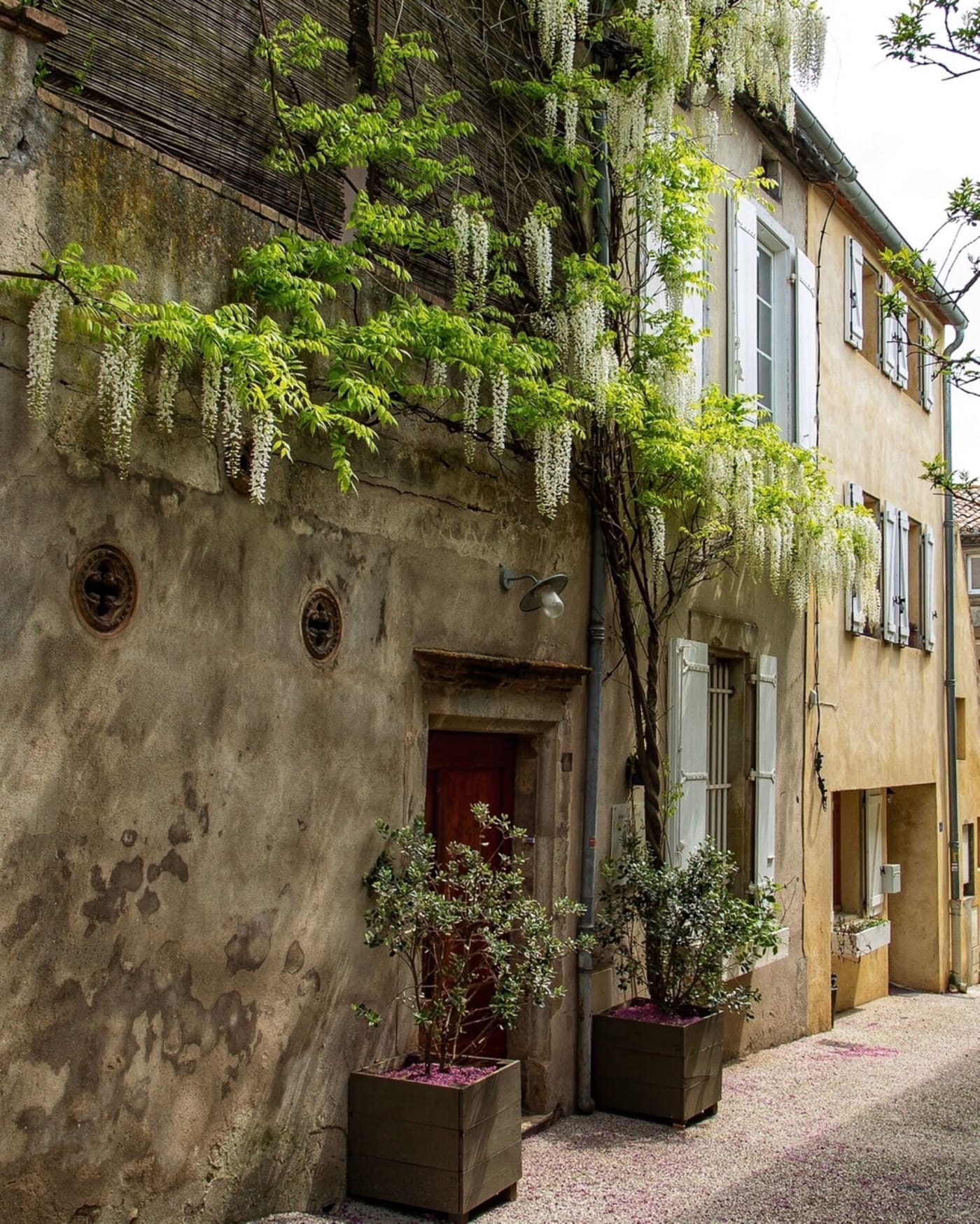 Camellas Lloret — stone building with wisteria, village of Montréal
