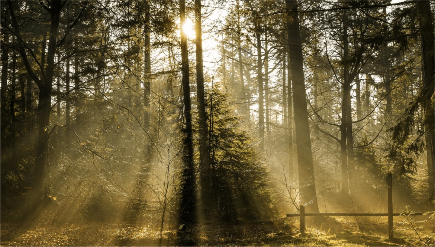 Galeria Charm Nature 1