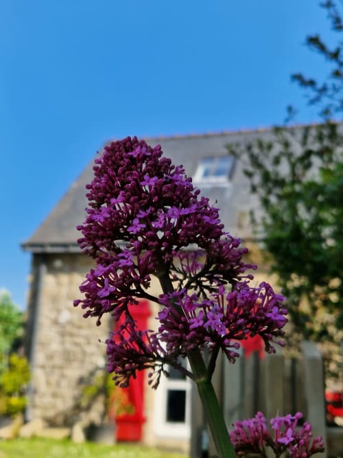 Les magnifiques lilas violets en fleur au jardin des Chambres du Keriolet à La Trinité sur Mer
