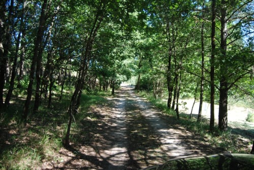 Chemin de terre bordé d'arbres traversant une forêt verdoyante aux Chambres d'hôtes Les Pratges à Figeac