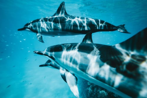 Grands requins blancs nageant dans les eaux turquoise près de Corralejo, Fuerteventura