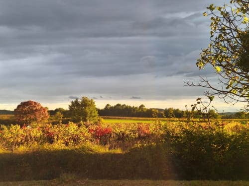 Paysage de vignoble en automne à la Magnanerie de Sainte Croix à Saint Hippolyte de Caton, France