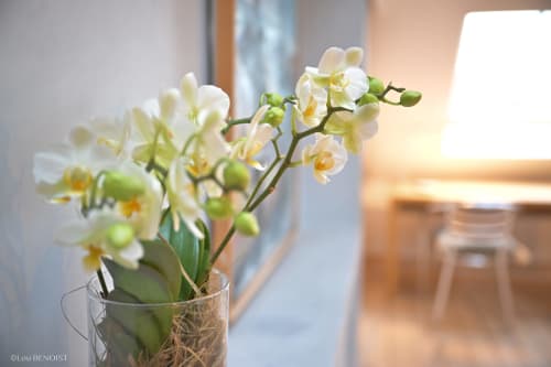 Delicate white orchids in glass vase at Villa République Normandie, Caen boutique apartment, natural sunlight interior décor