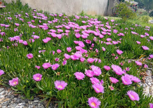 Fleurs roses éclatantes en fleurs dans le jardin de Chez Laure & Marc, un gîte 3 chambres à Plaissan, France