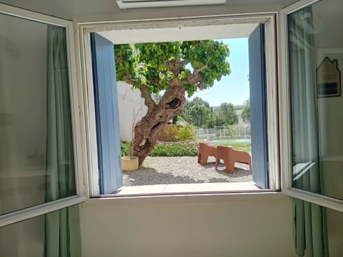 Vue de la fenêtre du gîte Chez Laure & Marc à Plaissan, avec un olivier centenaire et la cour aménagée