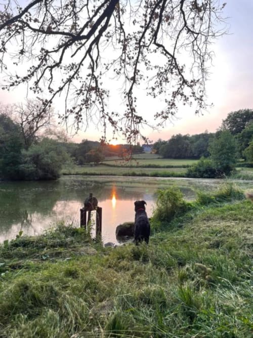 Chien au bord du étang au coucher de soleil, vue du jardin du Château de Vaux Morvan à Étang-sur-Arroux, France
