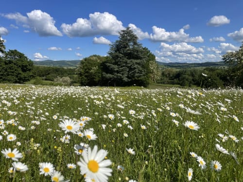 Vallonnées campagnes avec pâquerettes blanches, arbres et collines lointaines près du Château de Vaux Morvan