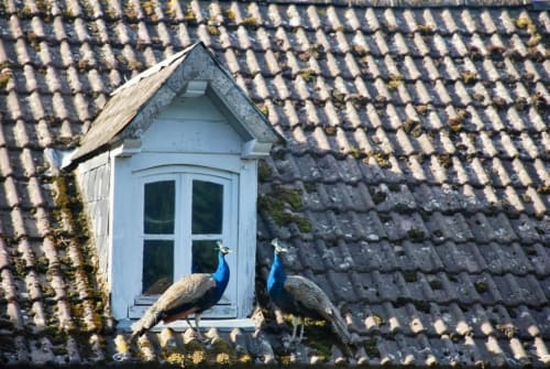 Deux paons perchés sur une lucarne blanche d'un toit couvert de mousse au Château de Vaux Morvan