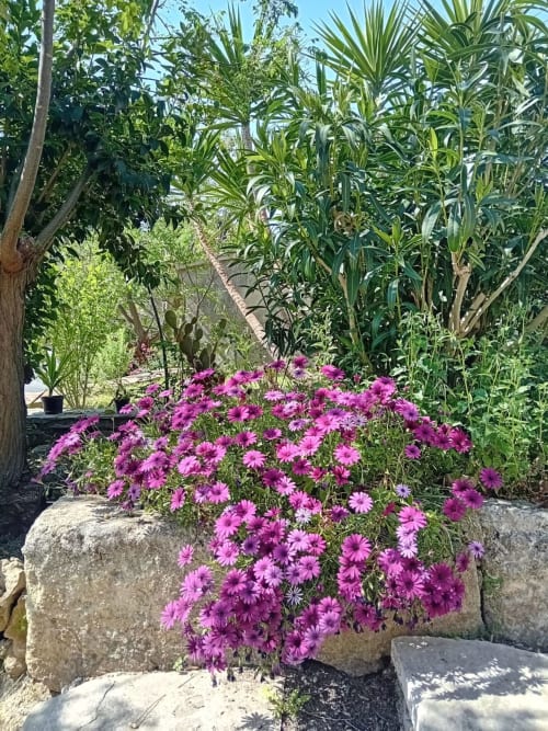 Éclatantes marguerites magenta en fleur au jardin du gîte Chez Laure & Marc à Plaissan, France