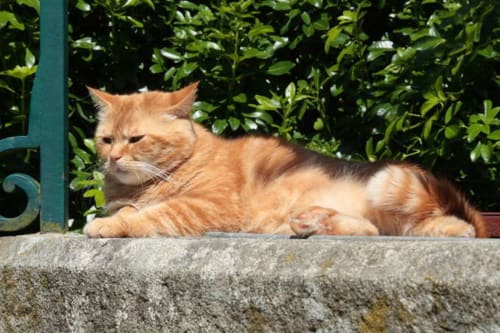 Chat tigré orange se relaxant sur un mur de pierre au Petit Manoir de Kériolet, gîte à Concarneau, France