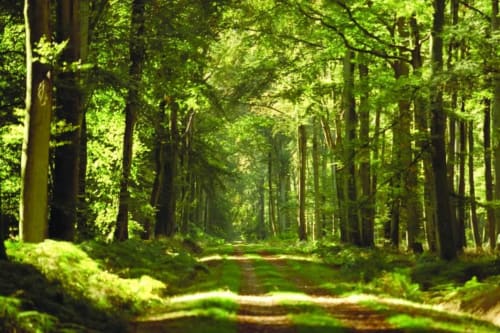 Sentier forestier luxuriant aux grands arbres et sol recouvert de mousse près du gîte La Cour d'Hortense à Sailly-Flibeaucourt, France