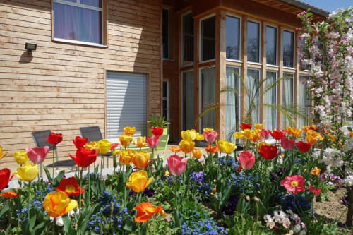 Tulipanes coloridos y flores de primavera en floración en el jardín de Maison Addama B&B, Neyron Francia