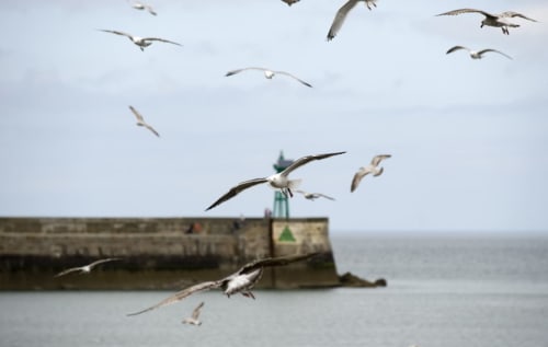 Mouettes survolant le port de Port-en-Bessin avec sa digue en pierre et son phare aux Filles du Bord de Mer