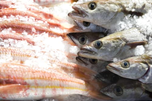 Étalage de fruits de mer frais avec rouget et petits poissons sur glace à Port-en-Bessin
