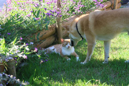 Dog and cat meeting in garden with purple flowers at Maison Addama, Neyron
