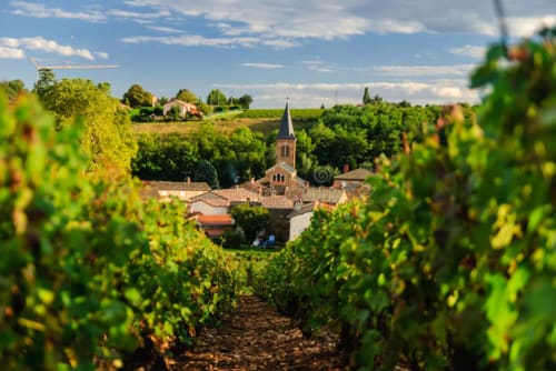 Vineyard rows frame a church tower at Maison Addama B&B in Neyron, France, with rolling countryside beyond